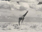  GROTESQUE AND BEAUTIFUL, the giraffe rears his eighteen feet of height against a cloud symphony. 
