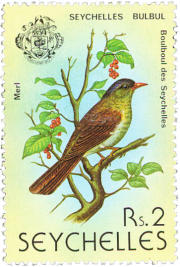 Seyshelles Bulbul, an agressive bird