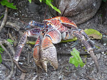 Coconut-Crab