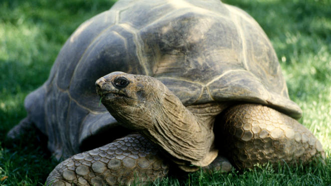 The Aldabra large sea turtle