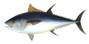 How to catch a fish?