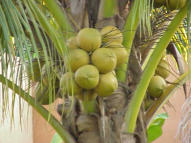 Coconut tree (Klapperboom in Dutch)