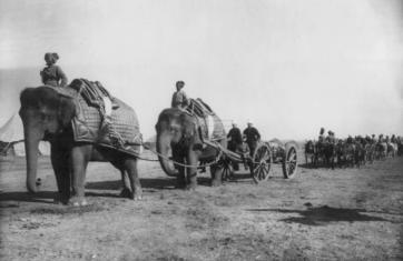Elephant battery of heavy artillery along the Khyber Pass at Campbellpur, 1895